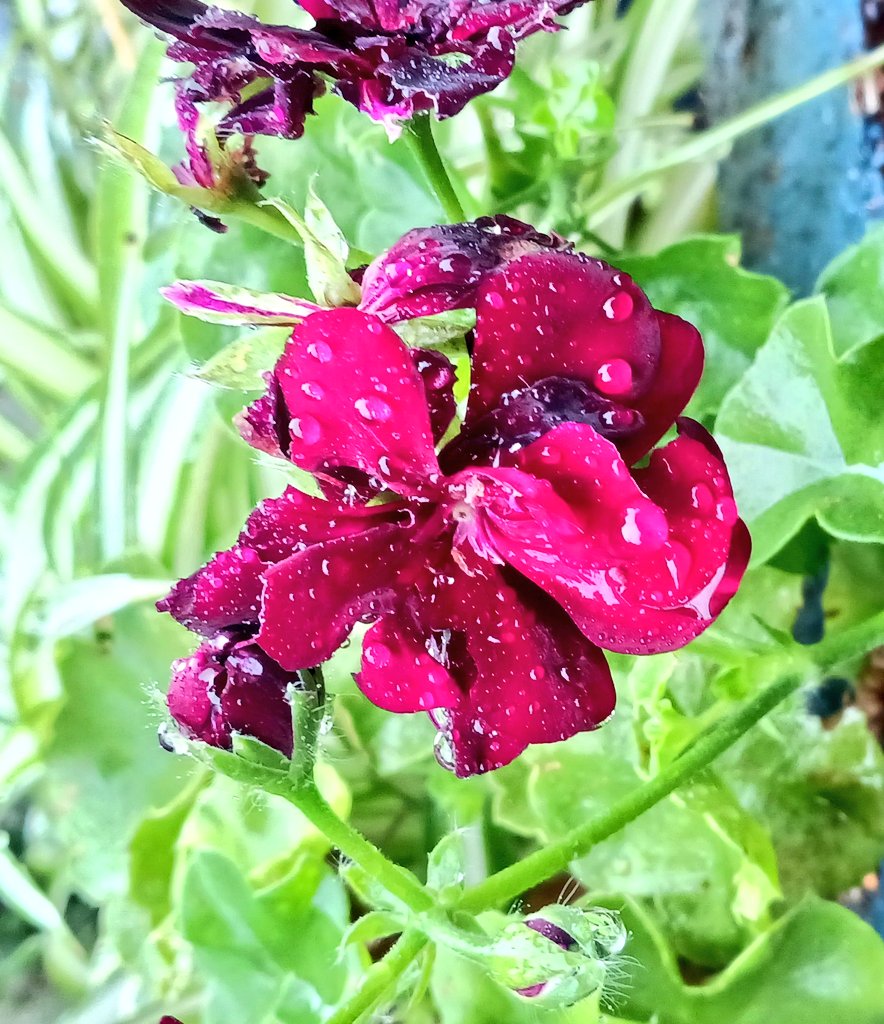 言葉と大志

首相 ｢積極財政｣
財務大臣 ｢ザイム真理教｣
経済安保相 ｢違法外国人ゼロ｣

政治家は言葉が命
有権者はその言葉に
将来を託す

大臣は大志が命
官僚はその大志のもと
閣僚に仕える

各女性大臣の所信表明の瞳に
その本気の熱意がひしひしと…

だから
もう一度だけ期待してみようかな?