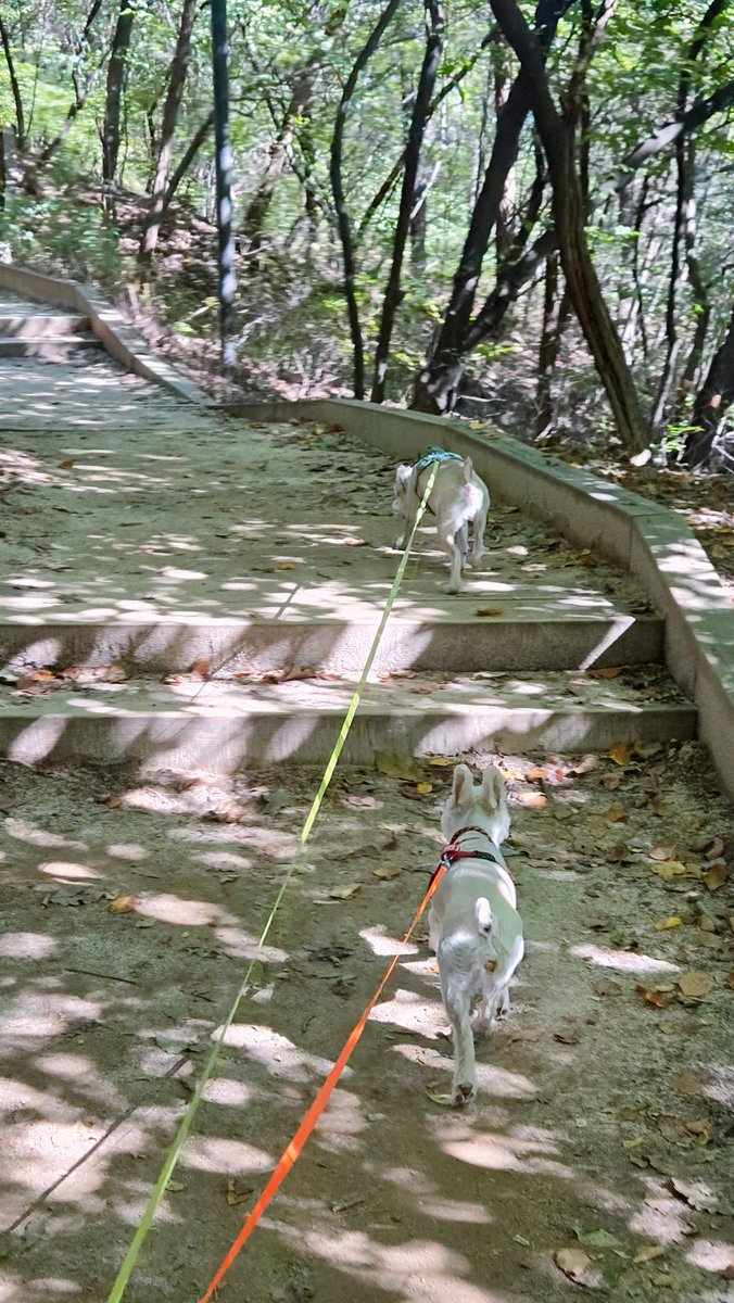 릴로징키 시스터즈 (@_hellojinx) on Twitter photo 