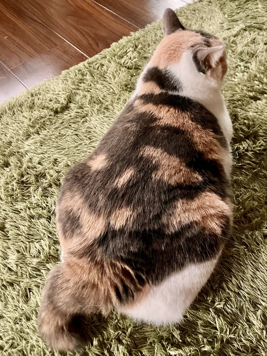 ❤️megu VOLVO B7R NOX SENSOR 22827993, 22827995, 5WK97371 - Turbo