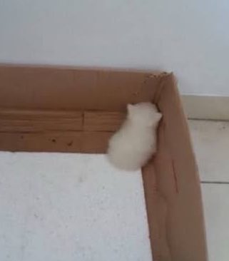 ayeciza's tweet image. Ahora no hay cuarto oscuro, se vota en unas urnas tipo así: