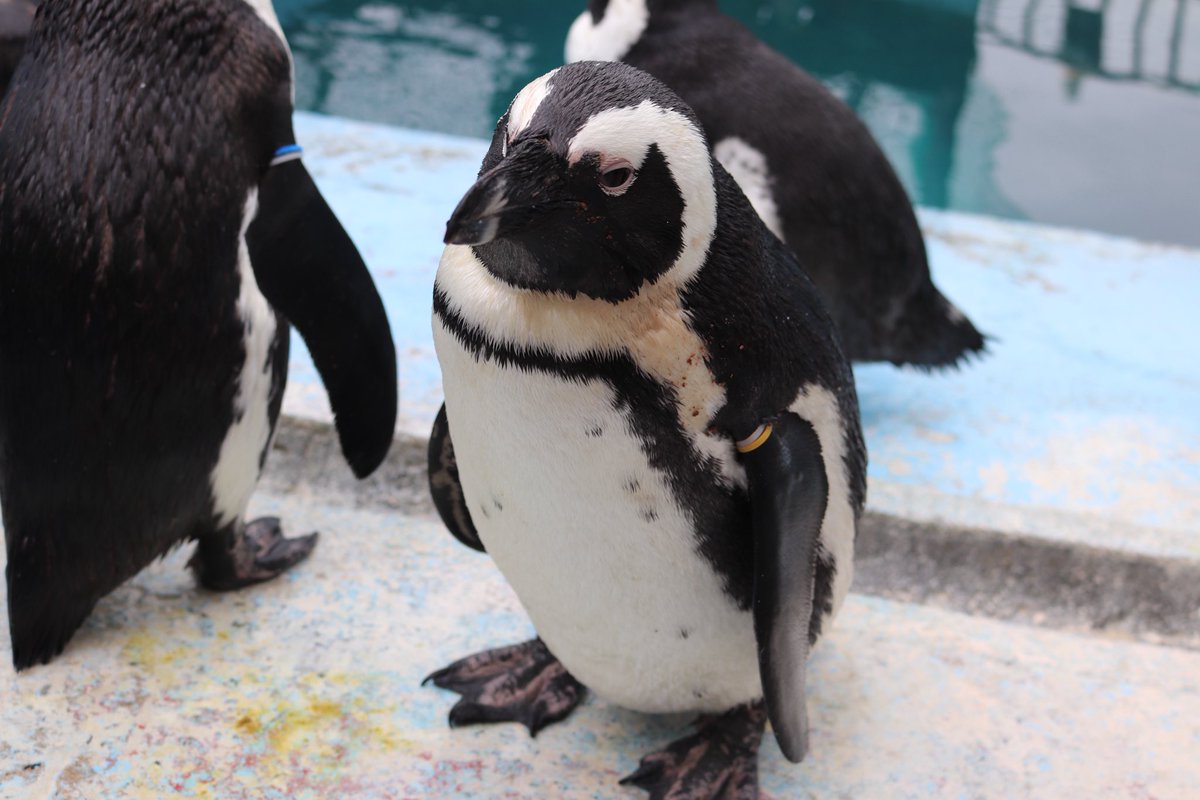 よぴまる🍠 (@yopi_maru202081) / Posts / X