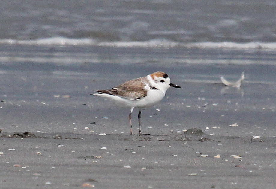 الزقزاق أبيض الوجه - White-faced plover
الاسم العلمي: Charadrius dealbatus
الزقزاق أبيض الوجه هو طائر ساحلي صغير من عائلة شرادريداي. وصفها في البداية عالم الطيور البريطاني روبرت سوينهو. ينمو الزقزاق أبيض الوجه بطول 17 سم (6.7 بوصة).

تم العثور على هذا الطائر على طول منطقة ساحلية