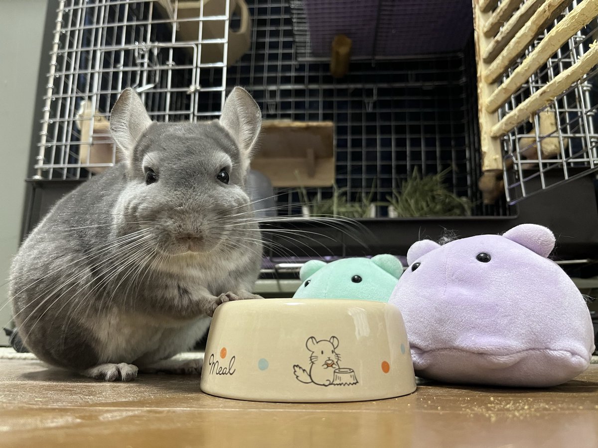 専用☆エンプレス チンチラ EMPRESS CHINCHILLA ケープ 未使用 エンプレス チンチラ EMPRESS CHINCHILLA ケープ 未使用