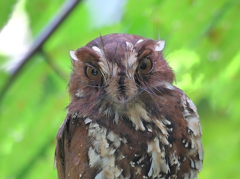 القطط البومة مسهر رعيان - Feline owlet-nightjar
الاسم العلمي: Aegotheles insignis
البومة السنورية هي نوع من الطيور في عائلة ايجوثليداي. تم العثور عليها في غينيا الجديدة. موطنها الطبيعي هو الغابات الجبلية الرطبة شبه الاستوائية أو الاستوائية.
