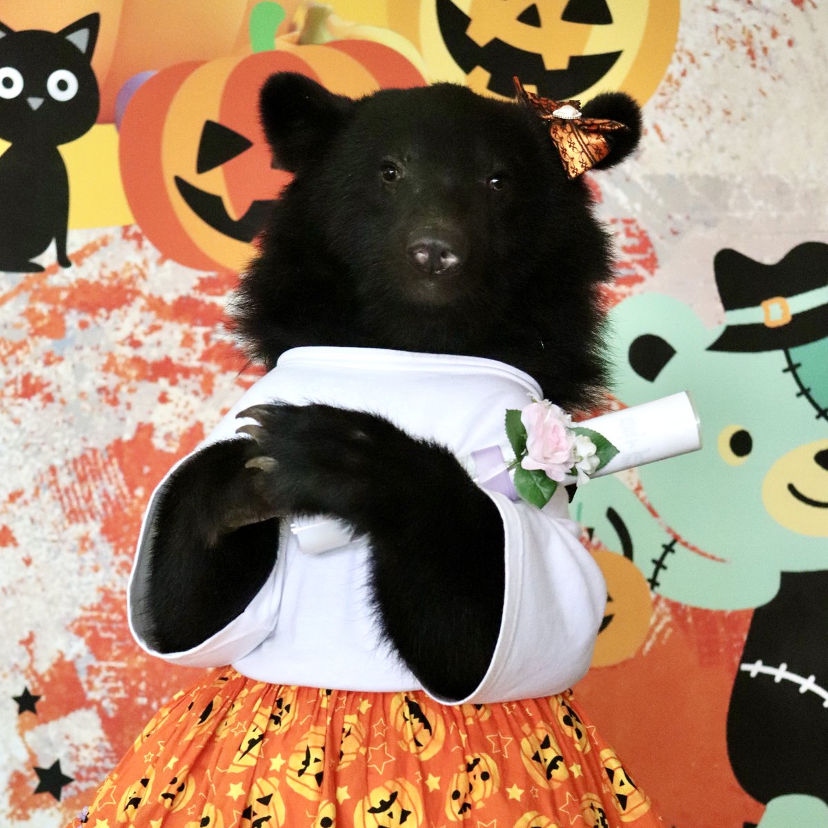 10月23日に真心（まこ）ちゃん🩷がこぐまのふれあい体験を卒業しました