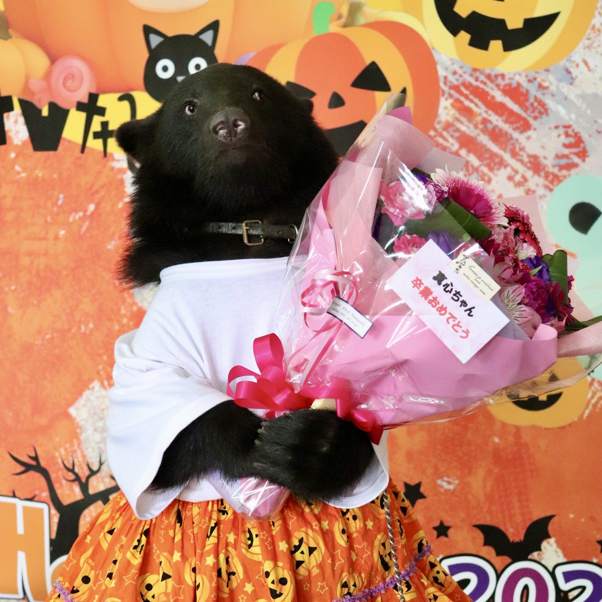 10月23日に真心（まこ）ちゃん🩷がこぐまのふれあい体験を卒業しました