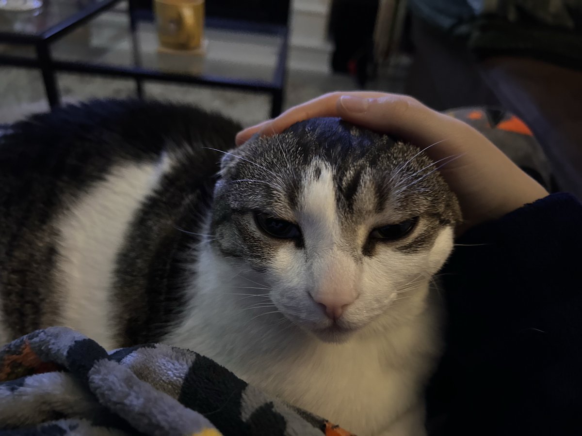ittybittysaffy's tweet photo. unbothered queen… #catsoftwt https://t.co/UYTVSGMAYe