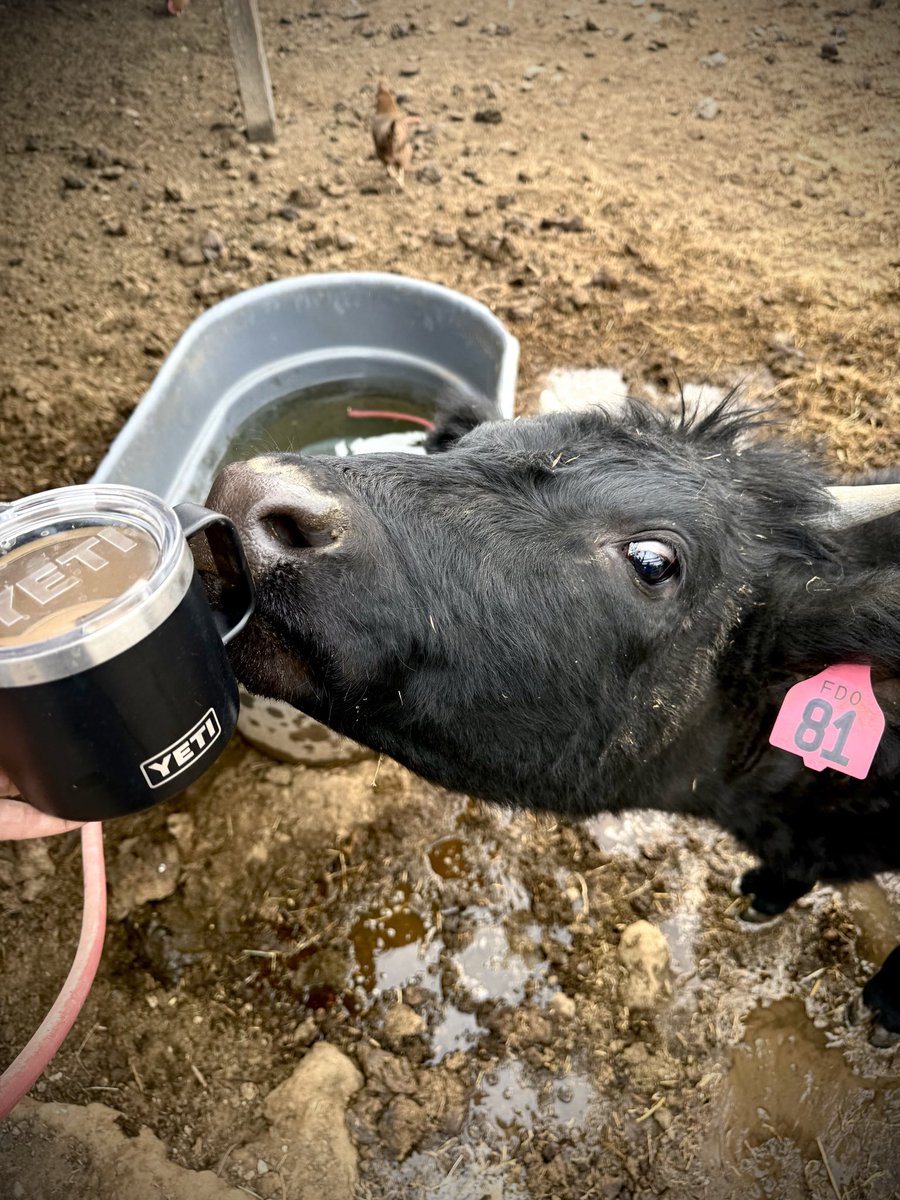 When I was out feeding cows the other morning this little gal decided she wanted a sip of coffee out of my Yeti.

<a href="/YETICoolers/">YETI</a> 

#EverythingEichler #FulldrawOutfitters #cows #cattle #builtforthewild #ranchlife #milky #ranchlife #yeti #backattheranch
