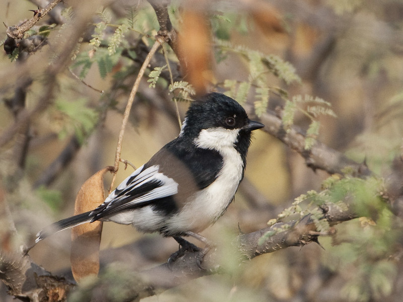 القرقفي بيضاء القفا - White-naped tit
الاسم العلمي: Machlolophus nuchalis
الطائر ذو القفا الأبيض ، والذي يُطلق عليه أحيانًا اسم القرقفي ذو الأجنحة البيضاء ، هو طائر جثم في عائلة الحلمية باريداي. اسمها المحدد نوتشاليس يعني "القفا".

إنه مستوطن في الهند حيث يوجد في غابات الأشواك