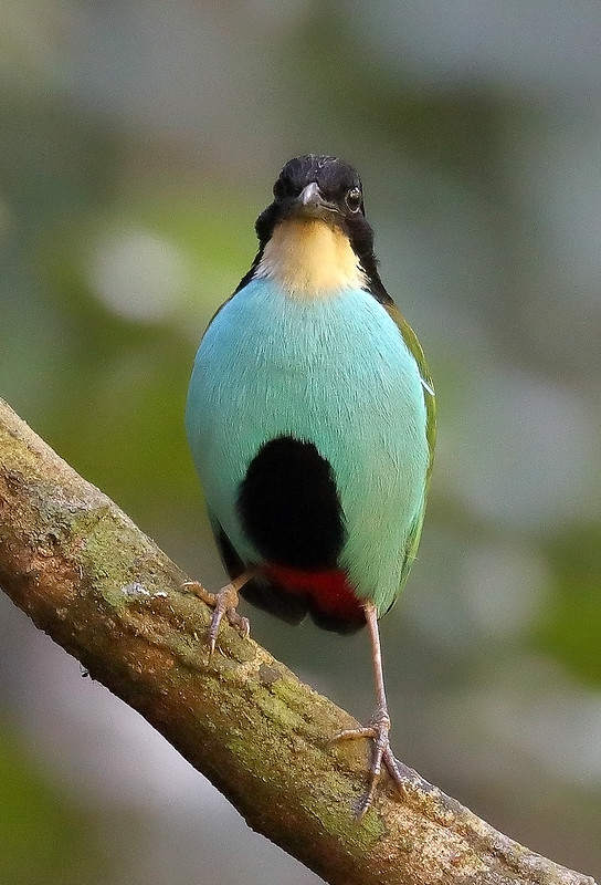 بيتا أزور الصدر - Azure-breasted pitta
الاسم العلمي: Pitta steerii
بيتا ذو الصدر الأزرق السماوي هو نوع من الطيور في عائلة بيتيداي. إنه مستوطن في جزر مينداناو وبوهول وليتي وسمار في الفلبين. موطنها الطبيعي هو غابات الأراضي المنخفضة الاستوائية الرطبة.

يتم التعرف على نوعين فرعيين: