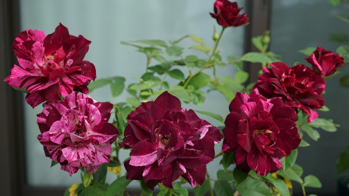 mikiページです✨ kikiki optique on X