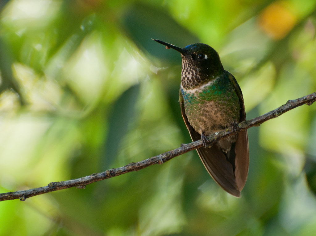 ملاك الشمس لونجوماري - Longuemare's sunangel
الاسم العلمي: Heliangelus clarisse
سونانجيل لونجوماري هو طائر طنان موجود في فنزويلا وشمال شرق كولومبيا. يبلغ طول هذا الطائر 9.4 سم (3.7 بوصة) (لا يشمل المنقار) ويزن 5.3جرام. المنقار قصير بالنسبة للطنان - طوله 1.8 سم أو 0.7 بوصة.