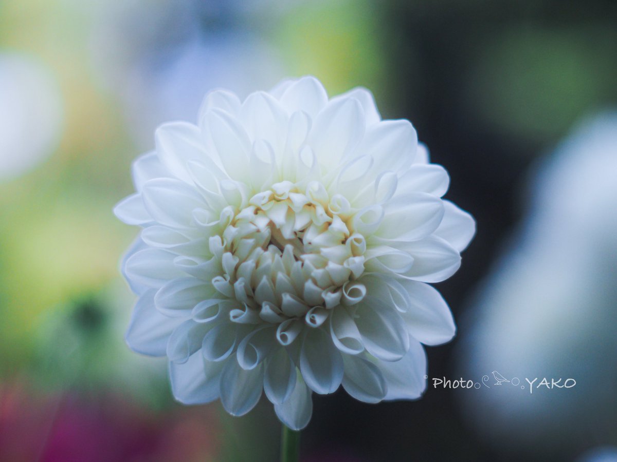 あきこ♡ やこ𓅪𓈒𓂃𓈒𓏸︎︎︎︎週末低浮上型… on X