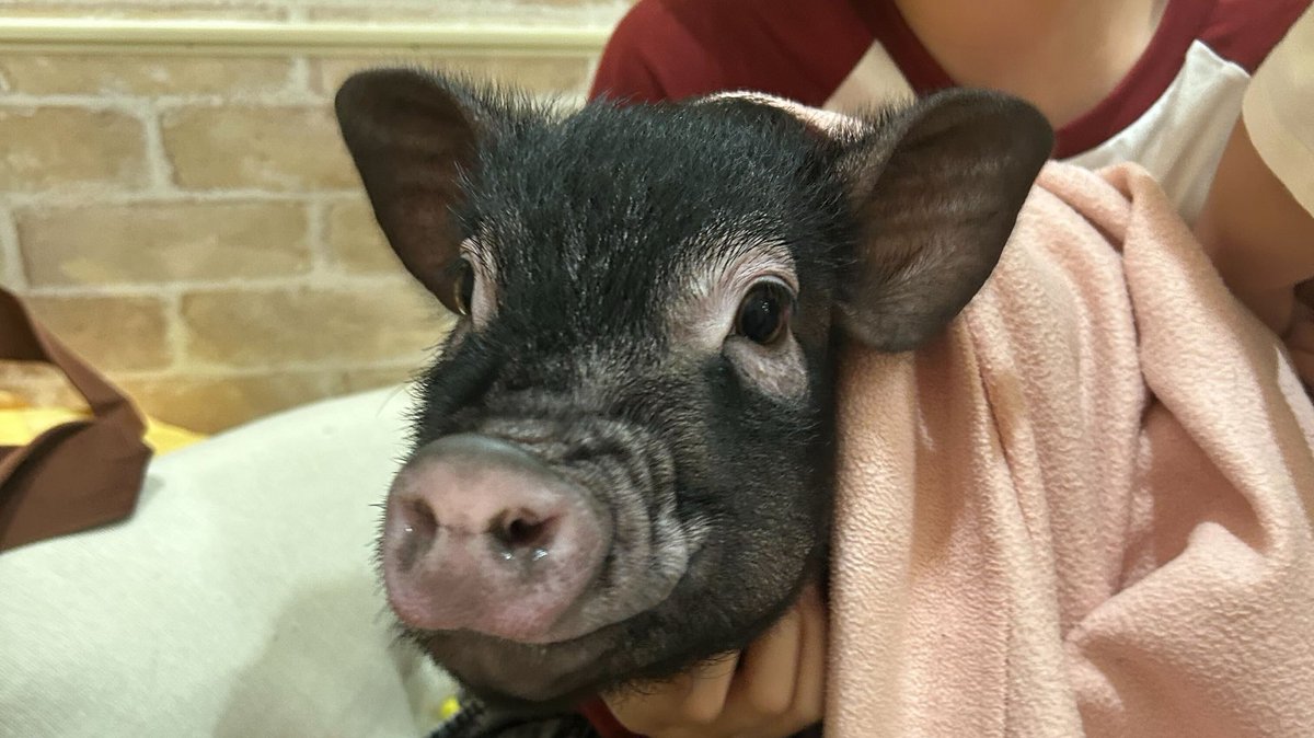 ブタ　ファームシリーズ　かわいい　コロコロ　ふわふわ 7449806.jpg