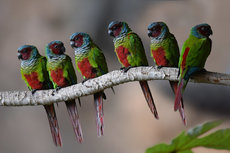 ببغاء بفريمير - Pfrimer's parakeet
الاسم العلمي: Pyrrhura pfrimeri
ببغاء بفريمير هو نوع غير مهاجر ضمن عائلة الببغاء بسيتاكيداي. يُعرف أيضًا باسم كونور بفريمير ، وببغاء غوياس ، والكونور ذو الوجه العنابي.

إنه مستوطن في منطقتي غوياس و توكانتينس في البرازيل. توجد بشكل أساسي داخل