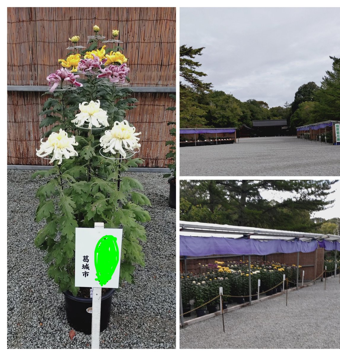 2Kuwanyan's tweet photo. 今日は『菊花賞』②
橿原神宮へ“菊花展”を見に行って来ました。同級生の◯村◯治君が出展しています。11月4日に“賞”が決まるそうです。まさに『菊花賞』です。
神宮への道中、橿原球場に多くの人が…。聞けば近畿大会・近江高校🆚滋賀学園だそう。
愛嬌たっぷり３才の可愛い子にも出逢いました。 https://t.co/NrAnPAPWzW