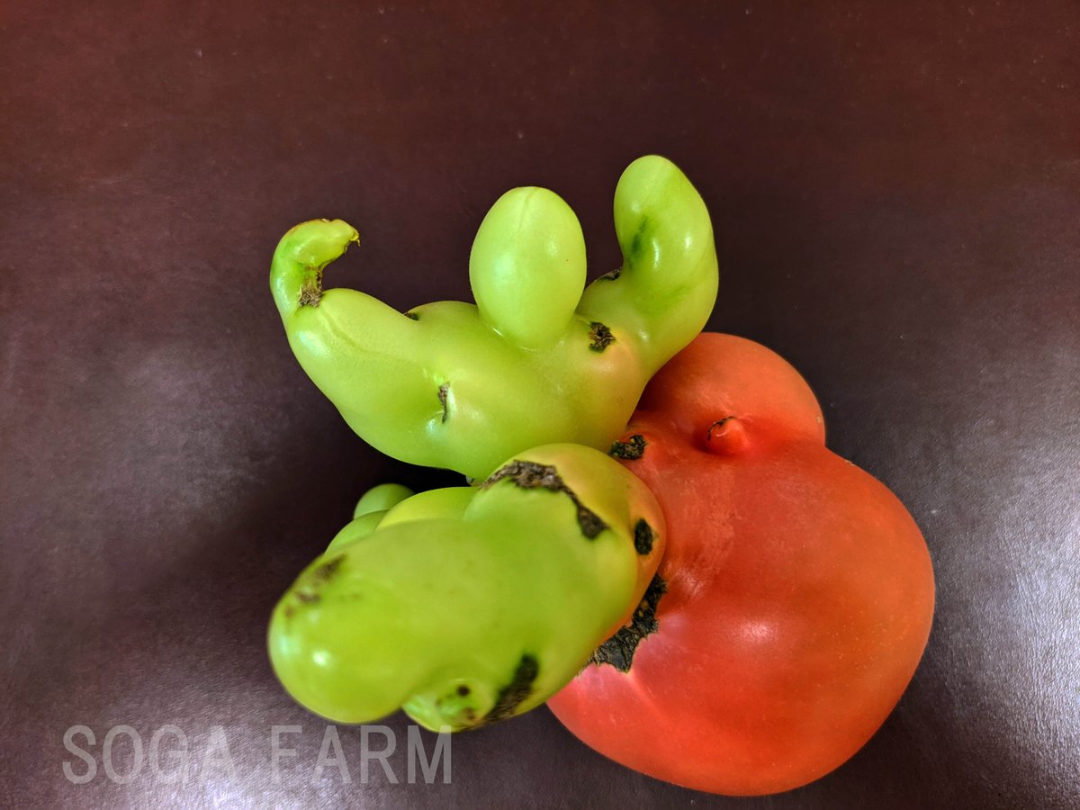 ＃AIっぽいけどガチ撮影した画像選手権

トマトから生えたマッチョ