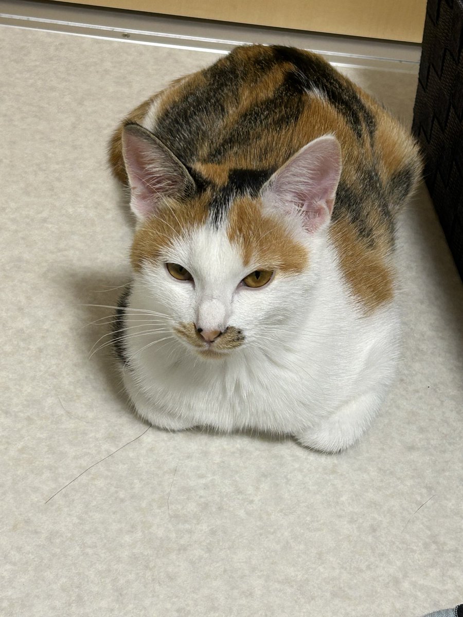 三毛猫のミケちゃん on X