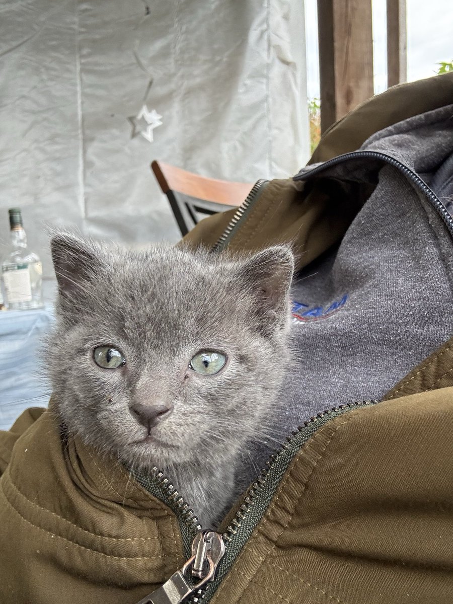 steven_pee51332's tweet image. My new little friend, she will help me heal ♥️