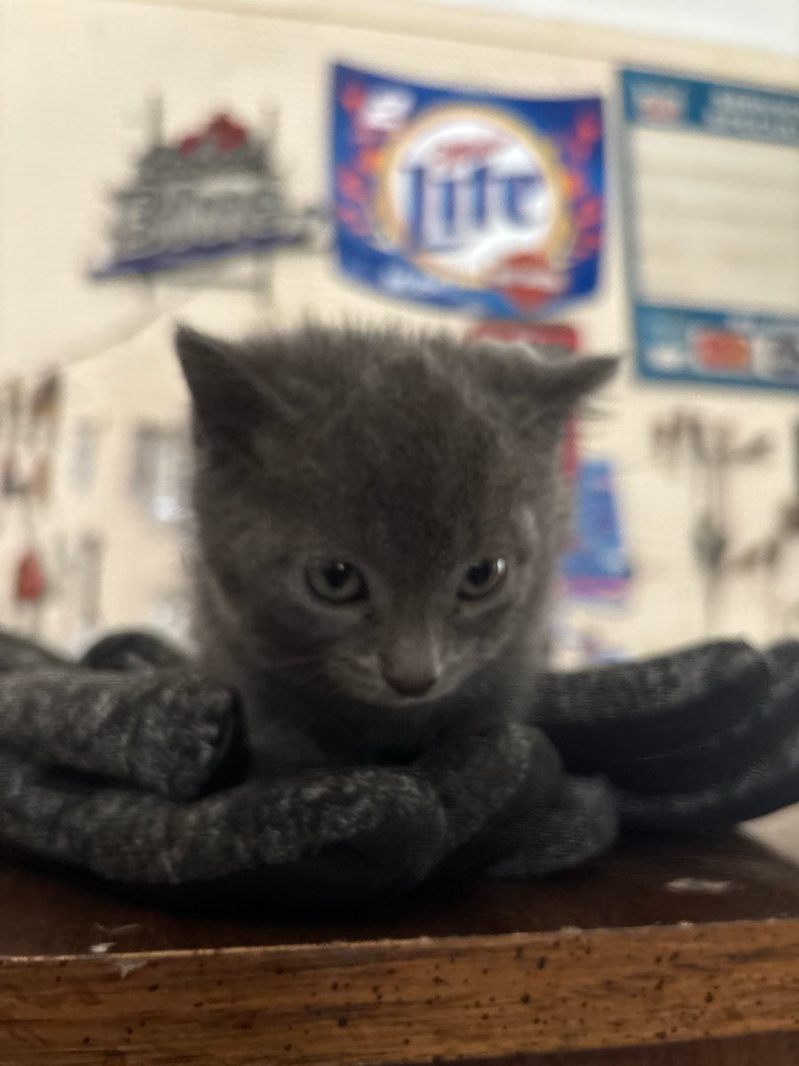 steven_pee51332's tweet image. My new little friend, she will help me heal ♥️