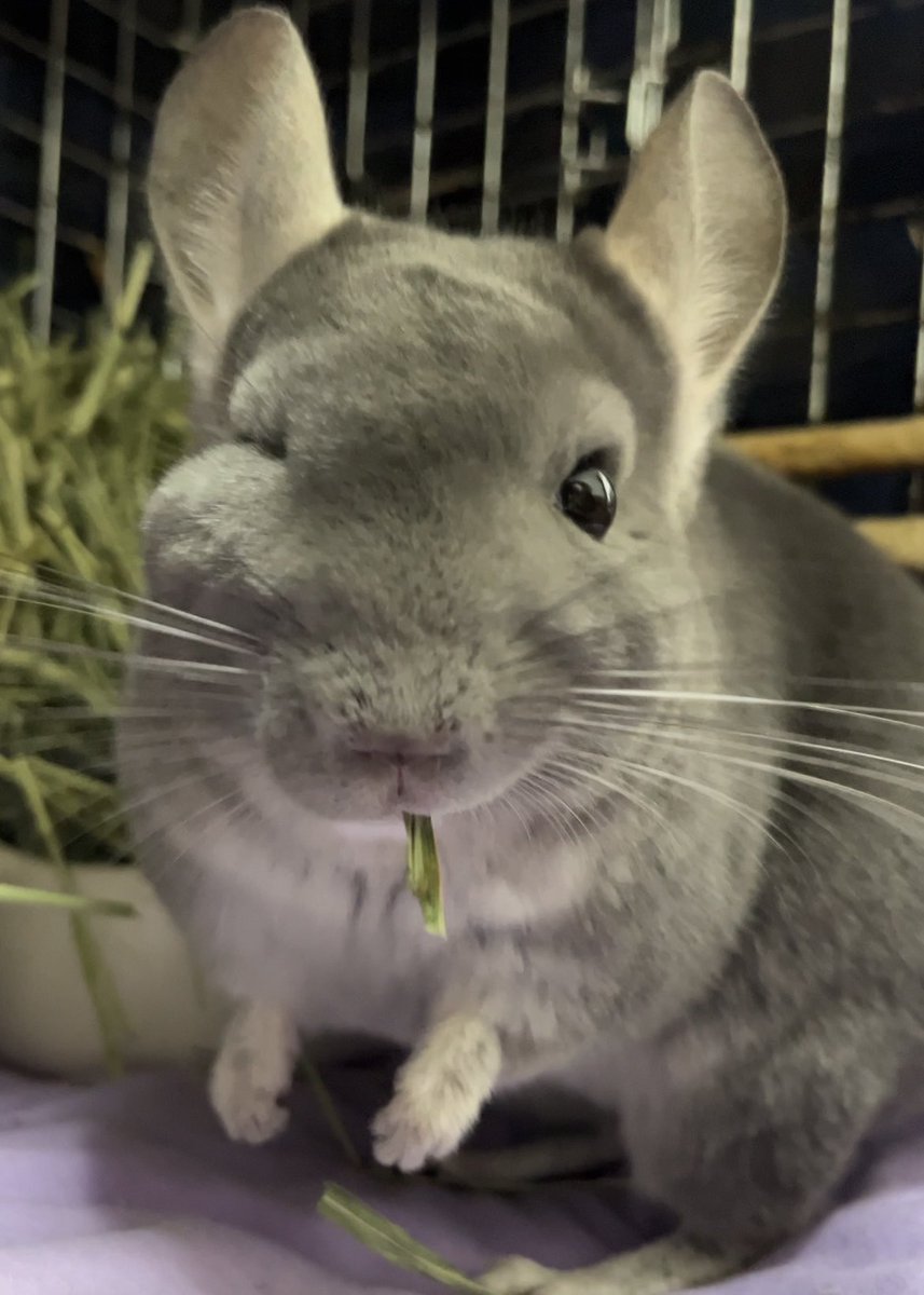 専用☆エンプレス チンチラ EMPRESS CHINCHILLA ケープ 未使用 エンプレス チンチラ EMPRESS CHINCHILLA ケープ 未使用