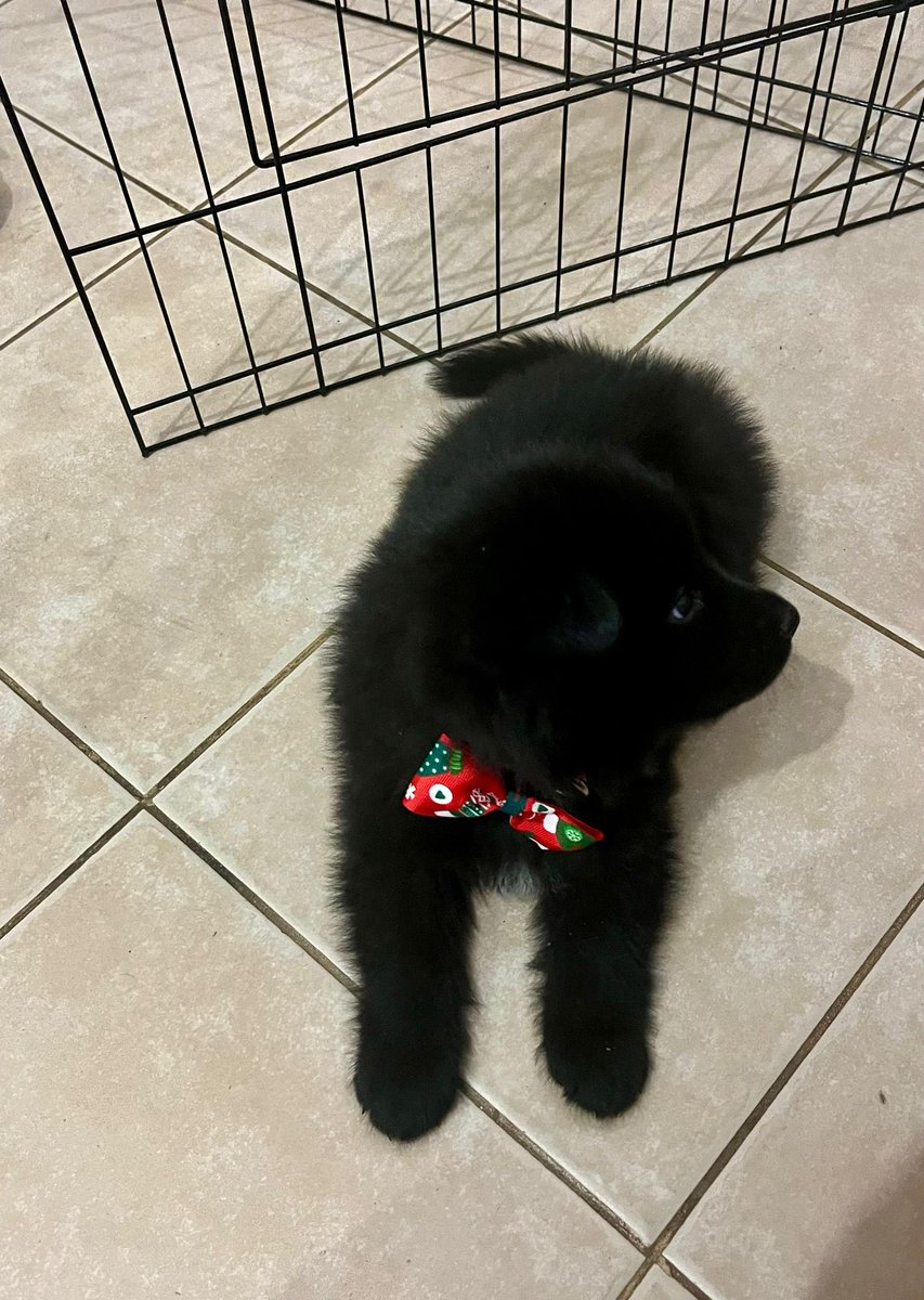 שלום בן קטן וחדש. 
תכירו פאצ׳ (patch) תנעמי.