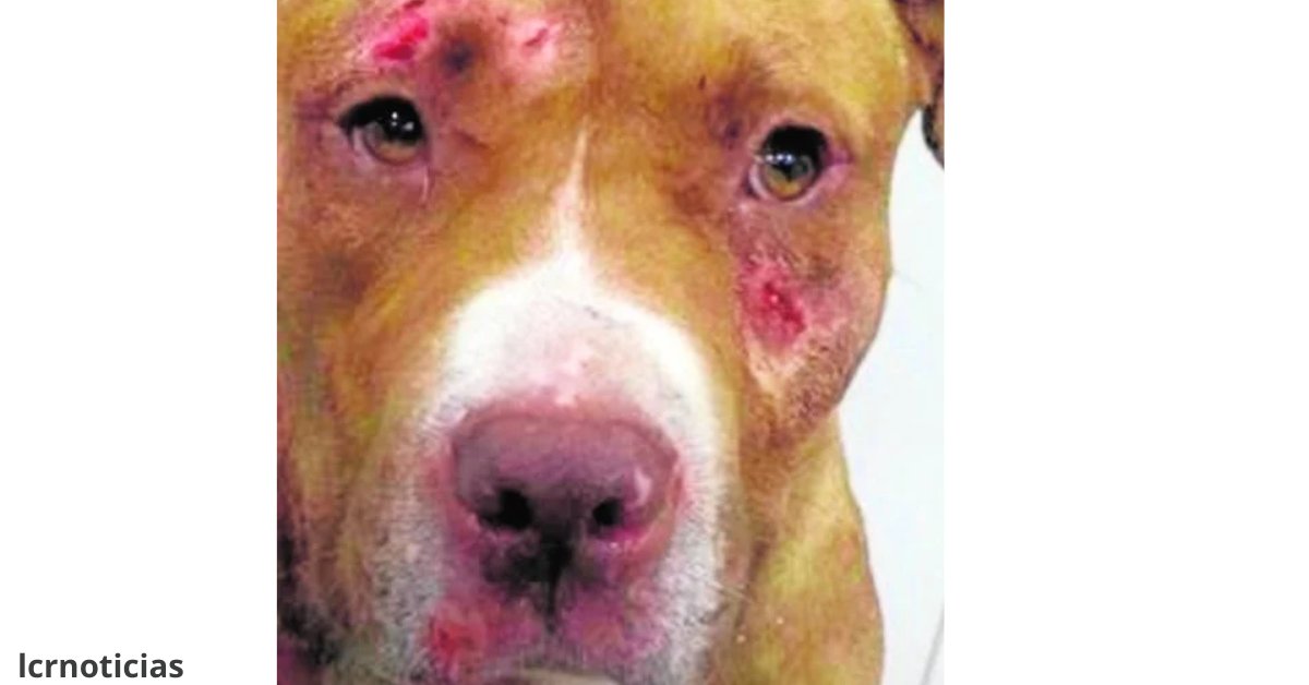 Esto te interesa Pitbulls en México: de víctimas de maltrato a compañeros responsables; 
Los Pitbulls en México han experimentado una transformación notable. 
lcrnoticias.com/?p=87710
lcrnoticias.com/?p=87710&fsp_s…