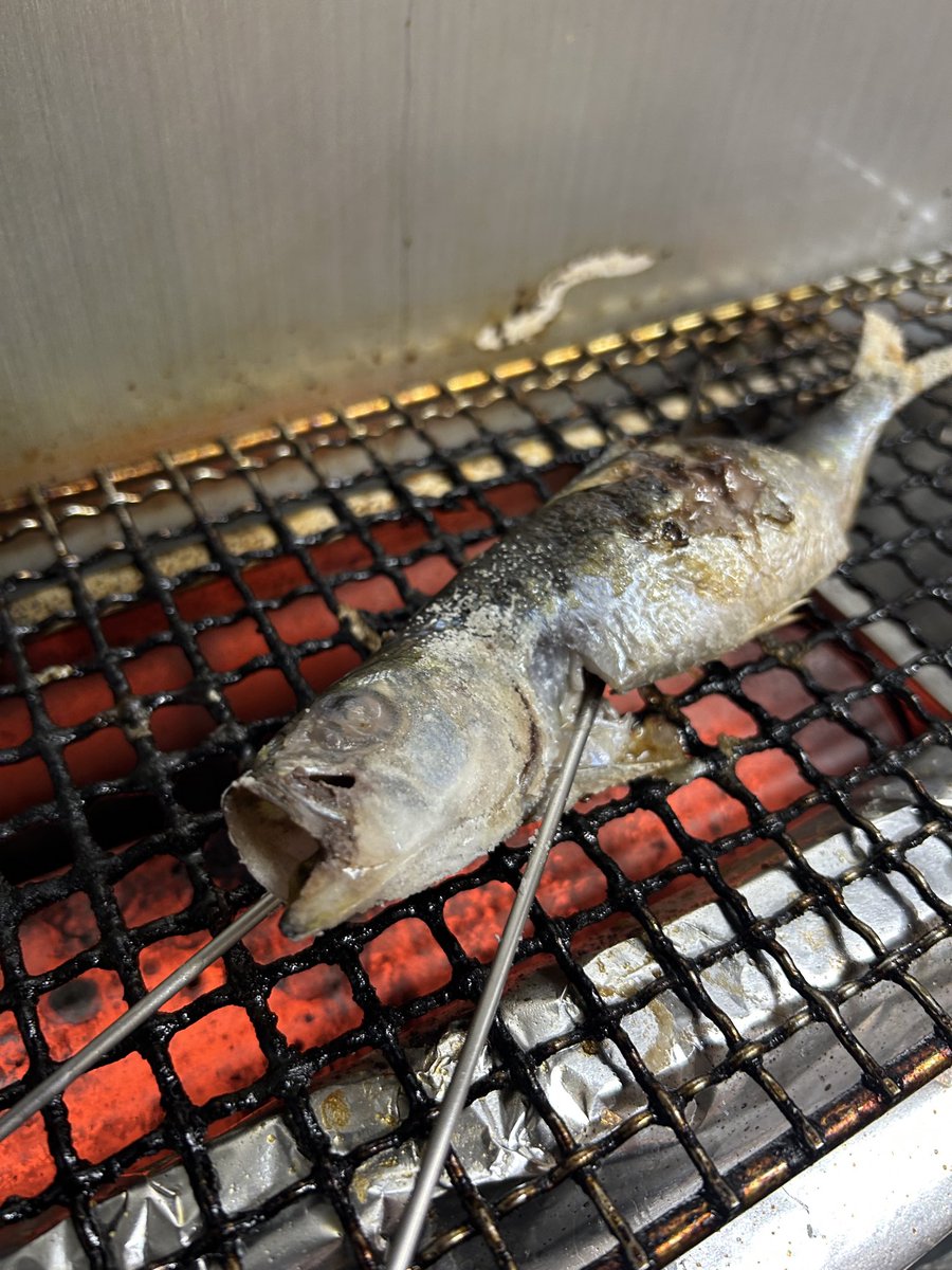 イワシ - Search / X