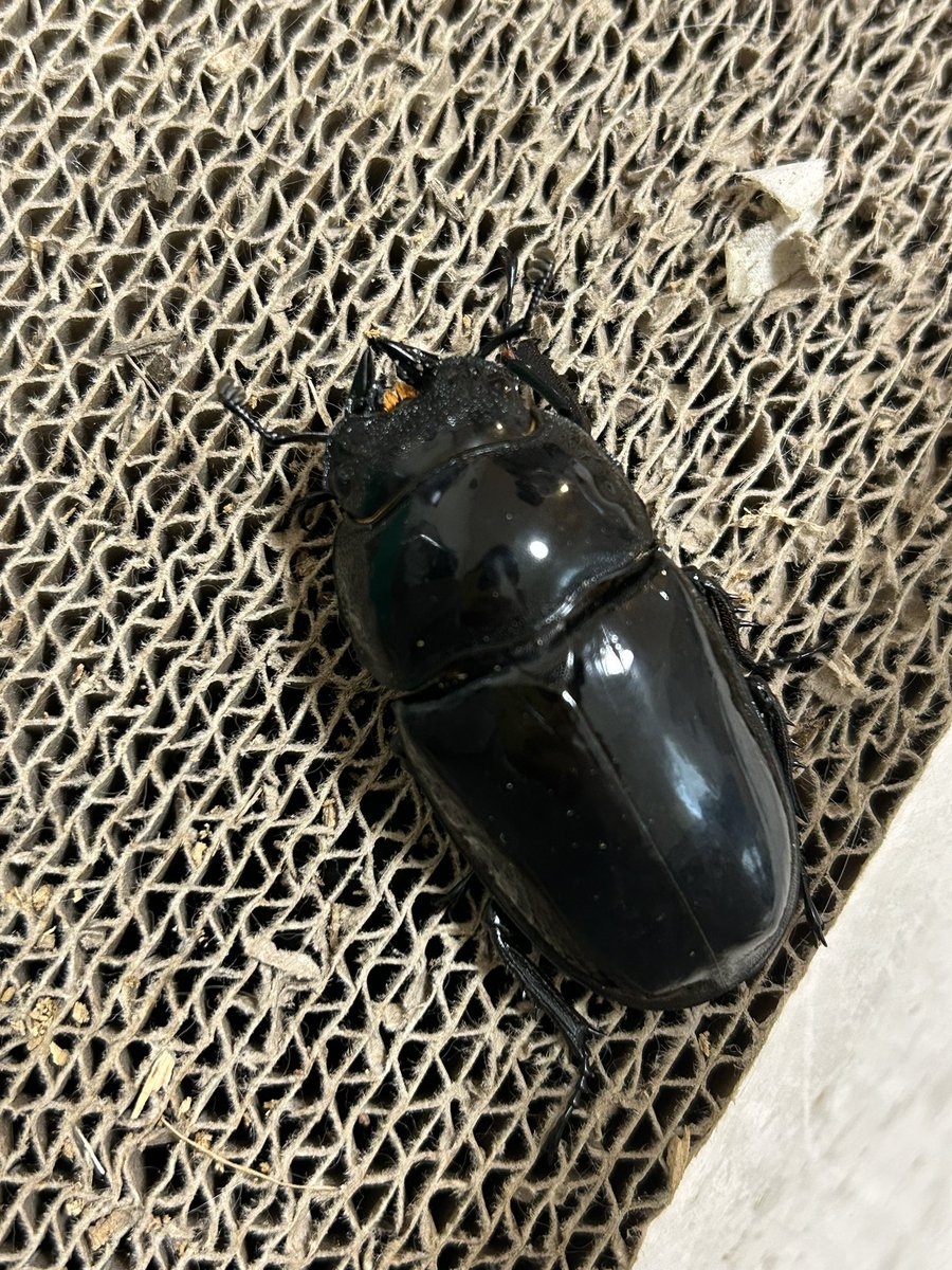 きのこです bigbite1984 (@bigbite19841) / Posts / X