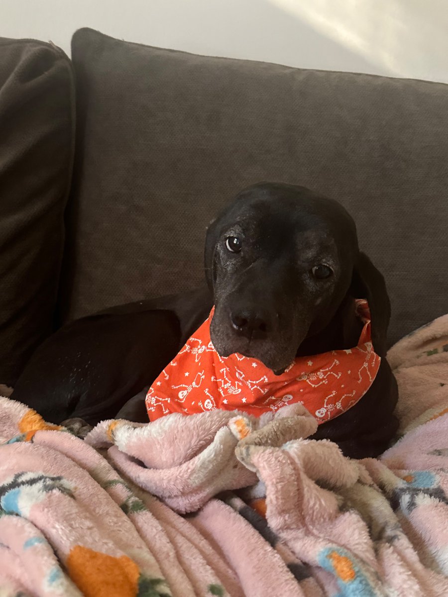 wormiebjohnson's tweet image. Mother found mine Skeleton Bambana!!!!!!!!!!!!!!!

 I am in different a bout thims.