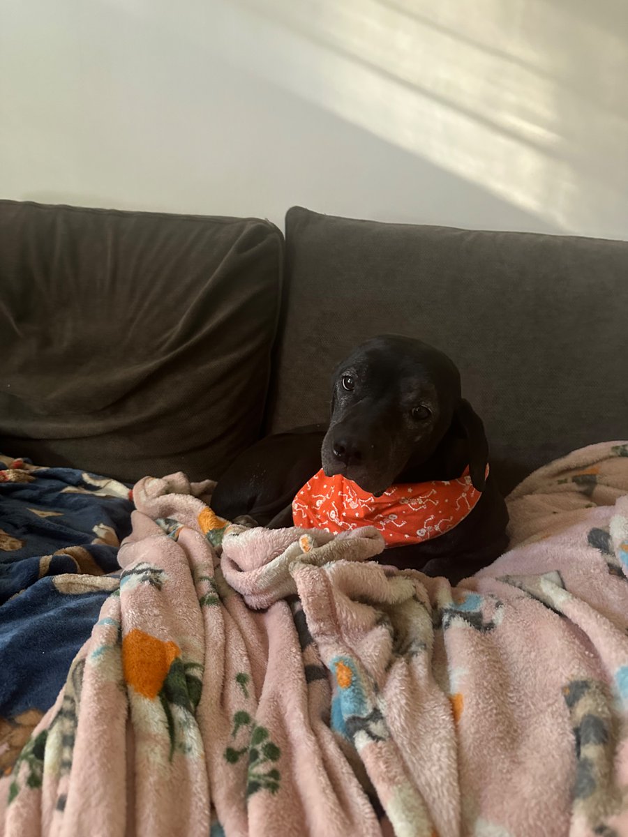 wormiebjohnson's tweet image. Mother found mine Skeleton Bambana!!!!!!!!!!!!!!!

 I am in different a bout thims.