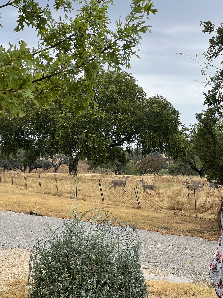 Nice Saturday out in the hill country