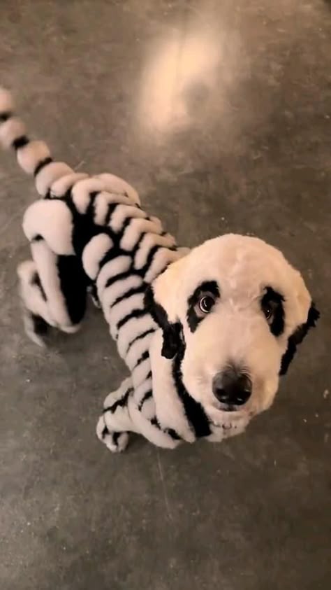 shadeniight's tweet photo. Hey guys, check out this Halloween dog I found! Her name is Edea, and she's going viral. Her video literally got 3 million views in three days. Before that, there was a video with 82 million views.

https://t.co/z8EdgT1FxJ

https://t.co/0AP1wkYTMP https://t.co/JOO0dDr754