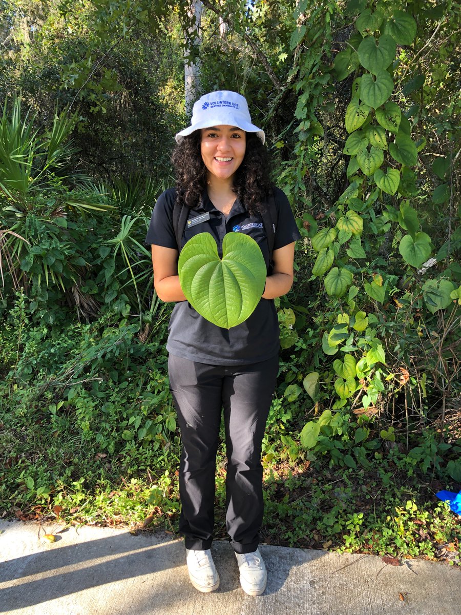 SERVProgram's tweet image. It was a beautiful day for a volunteer event at Lake Mills Park! A great group from UCF helped to protect #biodiversity by removing 31 bags of invasive rosary pea/air potato + 6 bags trash for  #KnightsGiveBack. 💪📷#SERVSaturdays
@VolunteerUCF @seminolecounty