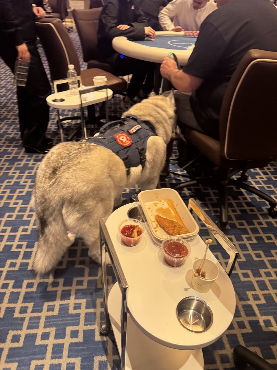 Just your avg support wolf grazing the carpets at the Wynn. 👍