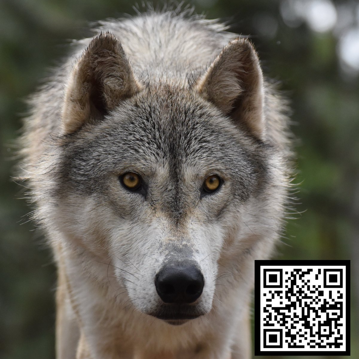 CO Wolf & Wildlife tweet media