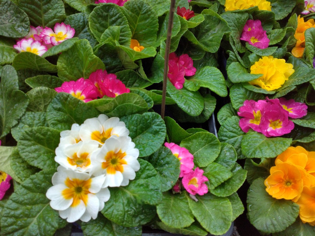 ワールドフラワー 本店（梶ヶ谷店） on X