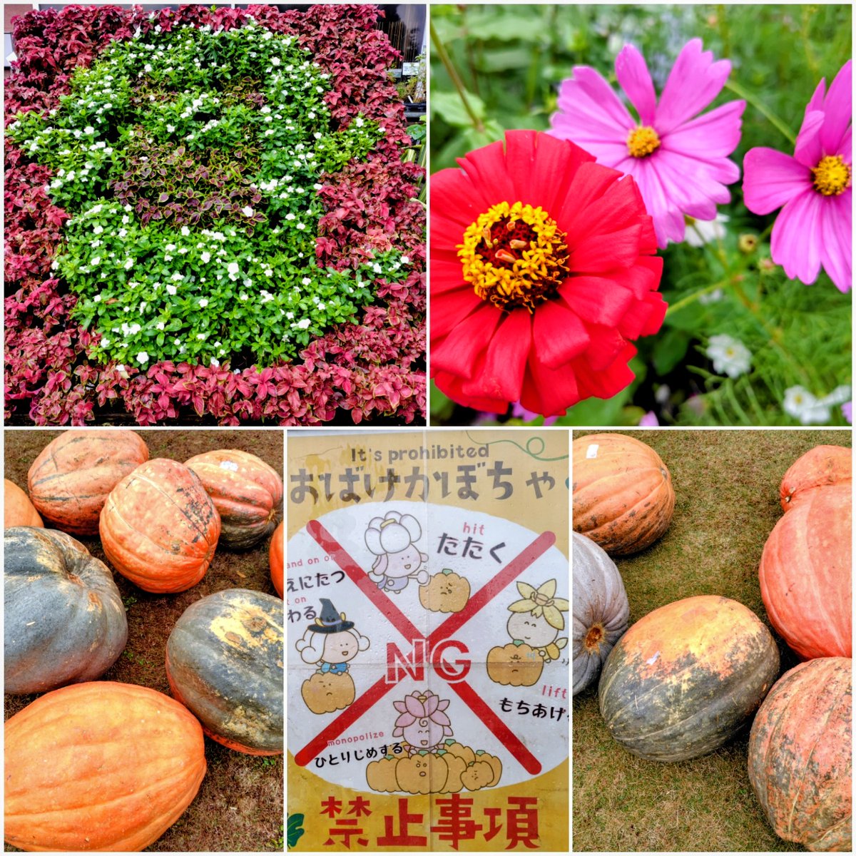 (1076)蕃茄ページ みっち on X