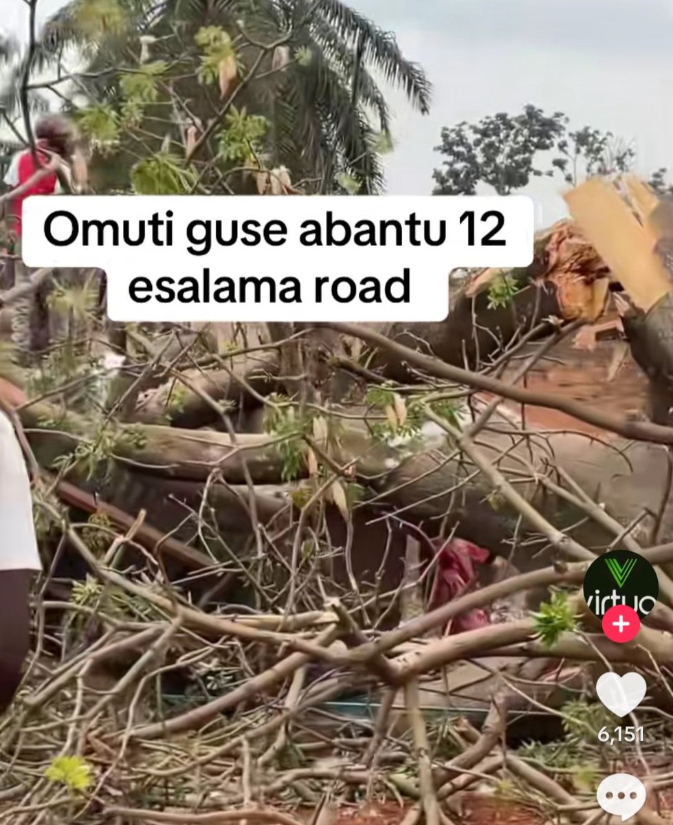 vm.tiktok.com/ZNdcDsHv7/
#Museveni’s regime is deadly inept😡 Unqualified contractors dug around a giant roadside tree, and it collapsed onto a salon and passers-by, killing 12 people😡 likely more! ✋🏾From rubbish disasters to lethal roads and now falling trees, this isn’t fate!