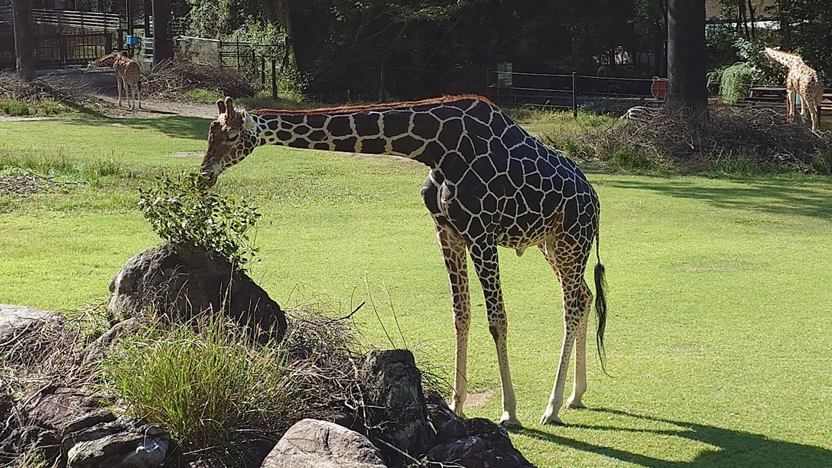 流木のイノシシ hqdefault.jpg