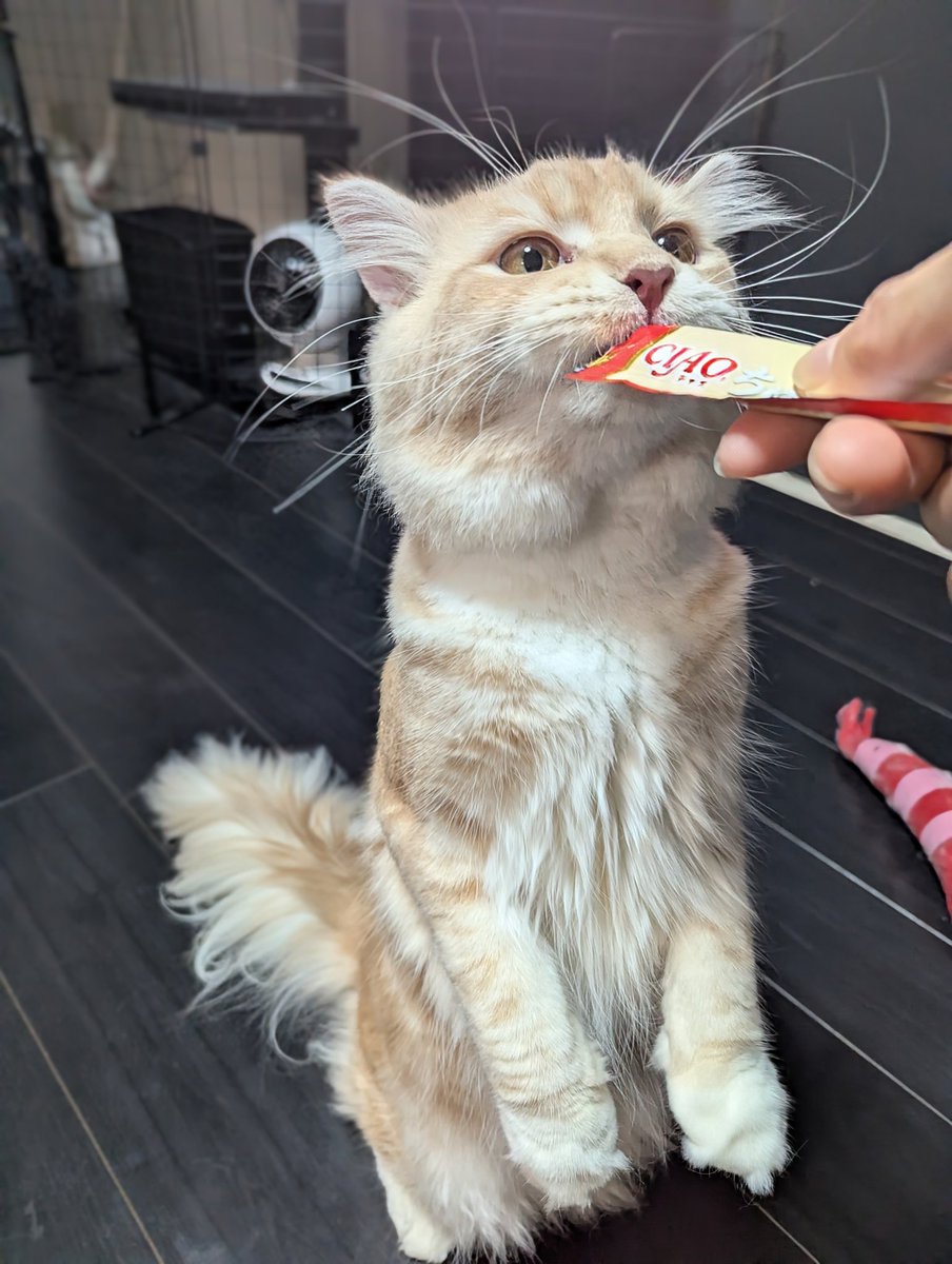 くうたん(改) (@93scsa) / Posts / X