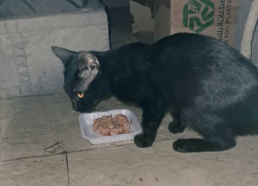 القطط السوداء جميلة و حنونة
و هي من خلق الله سبحانه و تعالى
لها الحق في الحياة و ليس لك الحق في التحريض عليها و تخويف البشر منها و ليس لك الحق في التعرض لها لا بتعذيب أو غيره
استودعهم الله و حفظ الله جميع قططي و قططكم 🤲