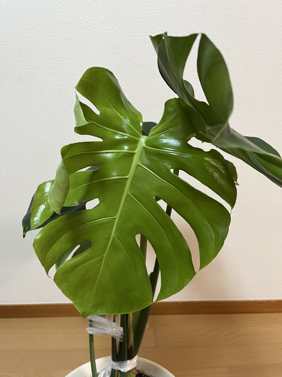 ❤️ モンステラさま❤️ 私のモンステラ on X