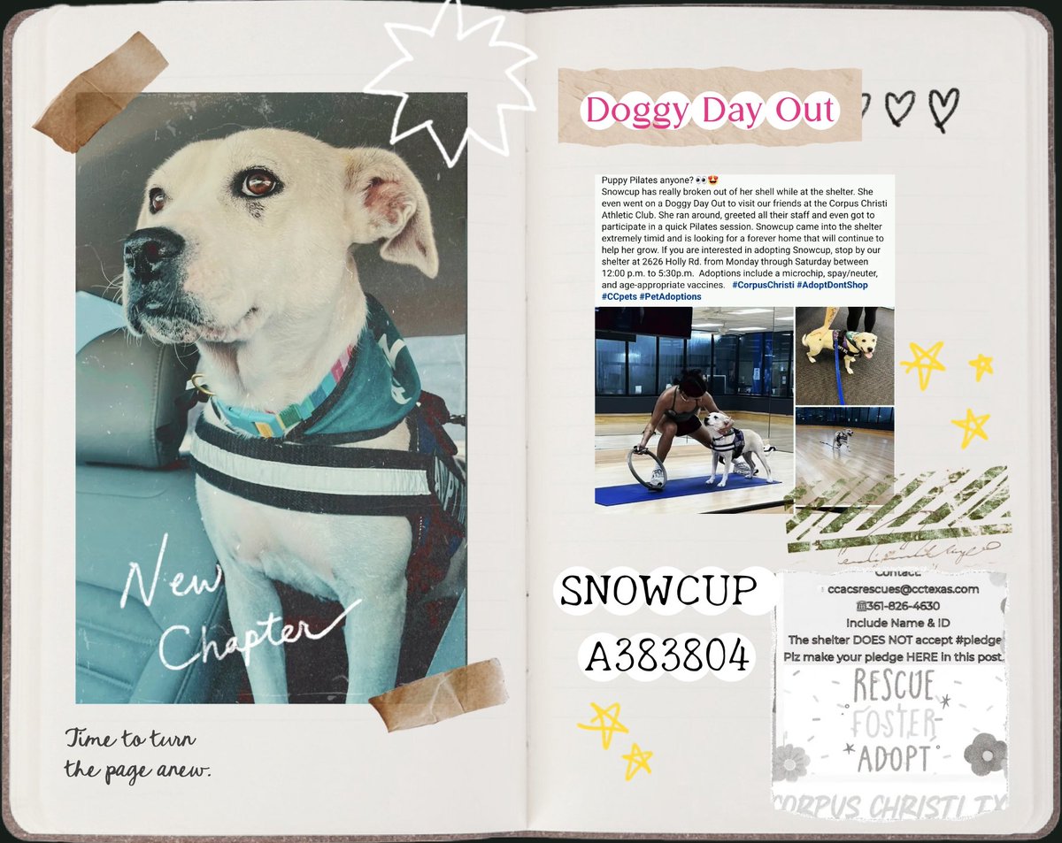 beeleevitonly's tweet photo. 🆘️🤔why is SNOWCUP #A383804 🎯💉☠️10/27?
#CorpusChristiACS #TX #Cullingdogs for space😡Don't they know this is inhumane & immoral?
SNOWCUP is only 2 yo, HW neg, spayed, 36 lbs
You can see from pics she's ready to go home with her own family 🏡👨👩👦Pls RT 🆘️ #PledgeForRescue or #Adoptashelterpet