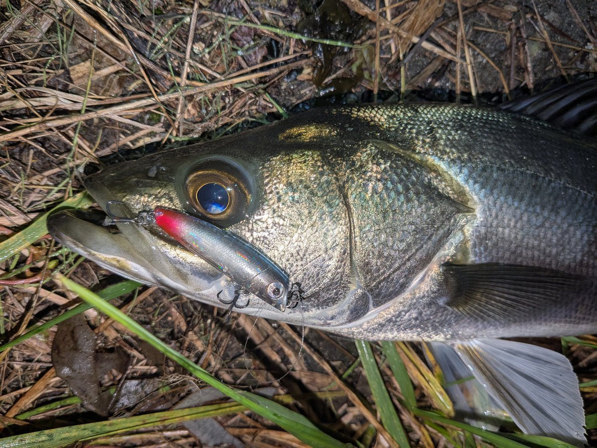 魚 @スピード発送 Fish Arrow フィッシュアロー｜公式webサイト