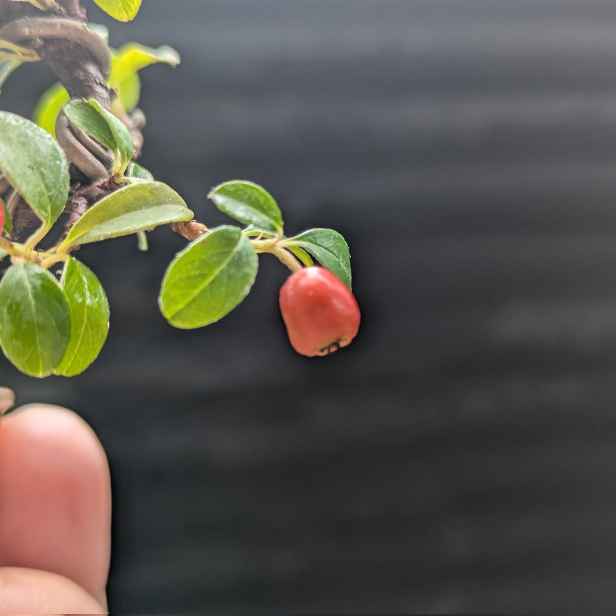 盆栽と言えば松やヒノキ等の針葉樹という印象があるかもしれませんが、実を観賞する実物（みもの）盆栽というれっきとしたジャンルも存在します。