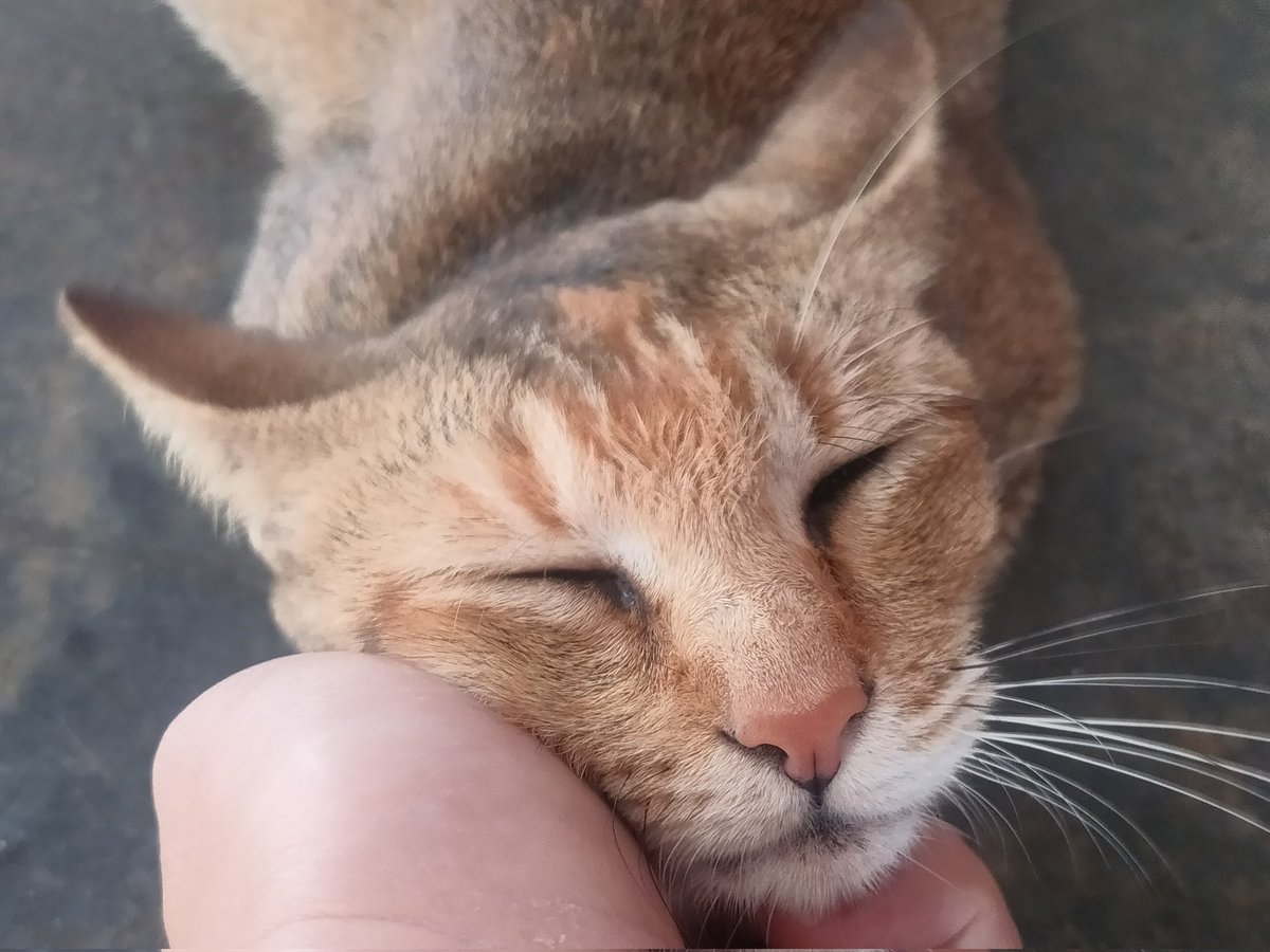 Skipper Lee tweet media