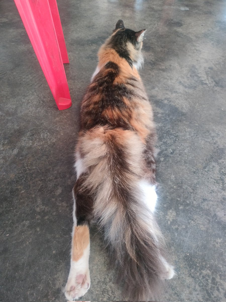 Sunday breakfast pspsps 😻