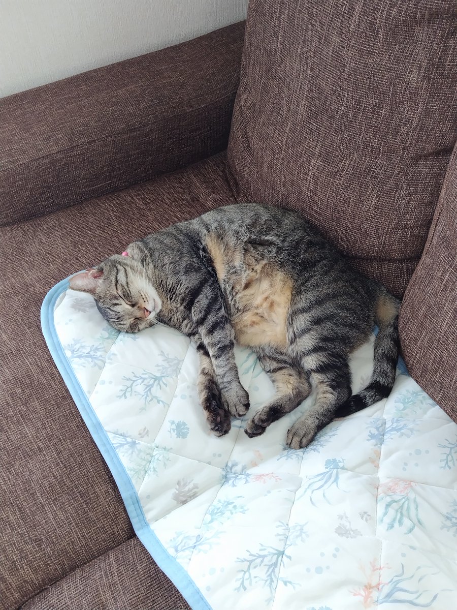 🎶キジトラのヒメちゃん🐾💕 on X