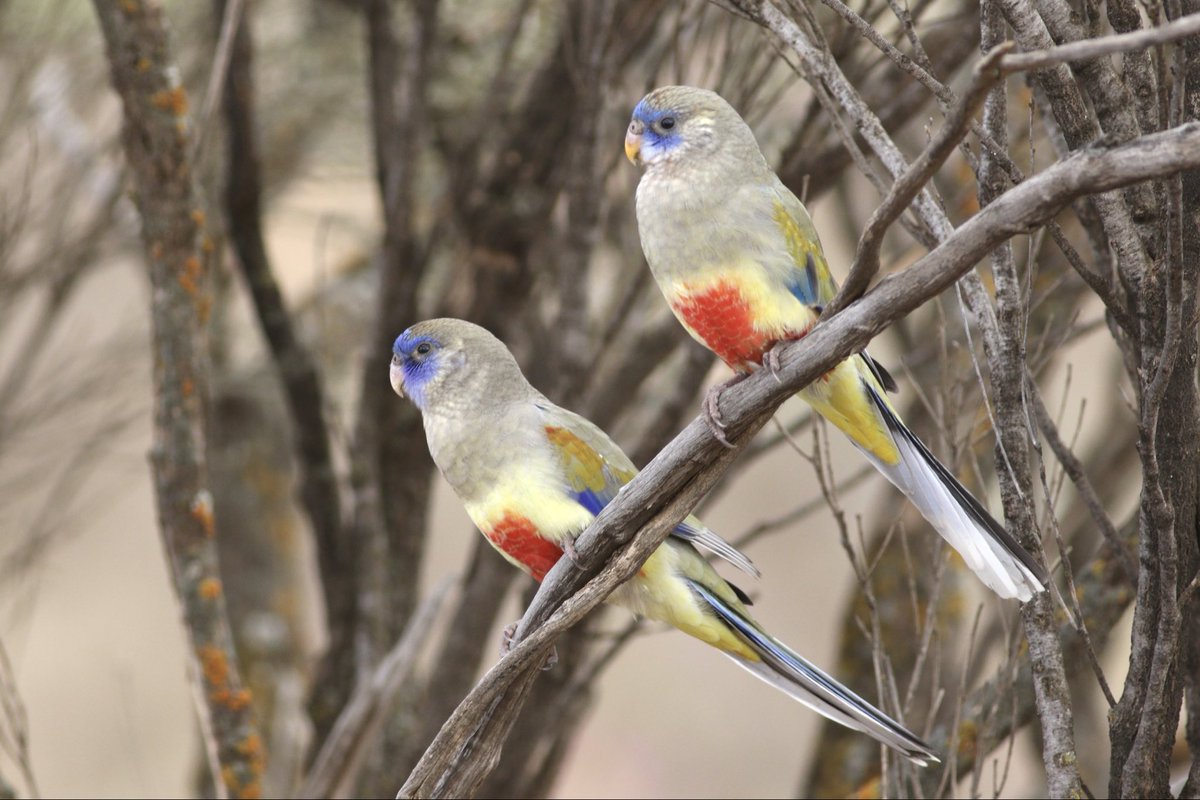 My favourite parrots. A pair of Blue Bonnets who sat very patiently for me. #birds #brucebirdlife